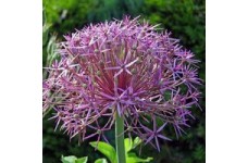 ALLIUM CHRISTOPHII SEEDS - STAR OF PERSIA - 25 SEEDS