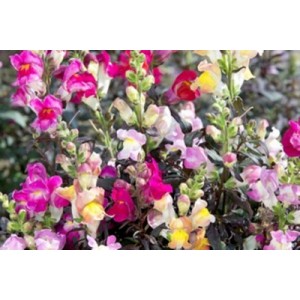 ANTIRRHINUM MAJUS NANUM CROWN MIX SEEDS - MIXED COLOUR SNAPDRAGON - 500 SEEDS ANTIRRHINUM MAJUS NANUM CROWN MIX SEEDS - MIXED COLOUR SNAPDRAGON - 500 SEEDS