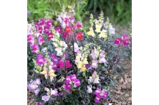ANTIRRHINUM TWILIGHT MIXED SEEDS - MIXED COLOUR SNAPDRAGON - 250 SEEDS ANTIRRHINUM TWILIGHT MIXED SEEDS - MIXED COLOUR SNAPDRAGON - 250 SEEDS