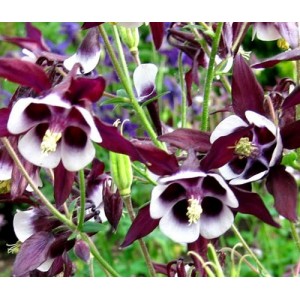 AQUILEGIA VULGARIS COLUMBINE WILLIAM GUINNESS - GRANNYS BONNET - 100 SEEDS