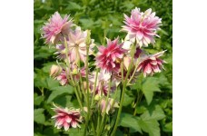 AQUILEGIA VULGARIS STELLATA NORA BARLOW MIX SEEDS - GRANNYS BONNET - 100 SEEDS AQUILEGIA VULGARIS STELLATA NORA BARLOW MIX SEEDS - GRANNYS BONNET - 100 SEEDS