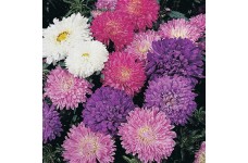 ASTER MILADY DWARF MIX SEEDS - CALLISTEPHUS CHINENSIS - MIXED COLOURS -  100 SEEDS