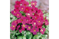 AUBRIETA ROYAL RED PERENNIAL SEEDS - 250 SEEDS