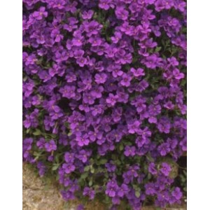 AUBRIETA ROYAL VIOLET PERENNIAL SEEDS - 250 SEEDS AUBRIETA ROYAL VIOLET PERENNIAL SEEDS - 250 SEEDS