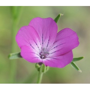 AGROSTEMMA GITHAGO SEEDS - CORNCOCKLE - PINK PURPLE FLOWERS - 100 SEEDS AGROSTEMMA GITHAGO SEEDS - CORNCOCKLE - PINK PURPLE FLOWERS - 100 SEEDS