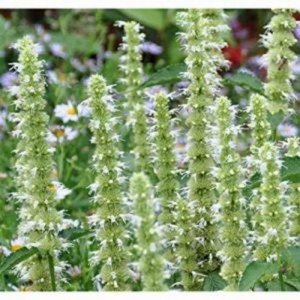 AGASTACHE MEXICANA WHITE GIANT HYSSOP SEEDS - 250 SEEDS AGASTACHE MEXICANA WHITE GIANT HYSSOP SEEDS - 250 SEEDS