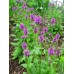 BETONY STACHYS - BETONICA OFFICINALIS - 100 SEEDS