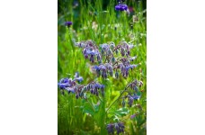 BORAGO OFFICINALIS SEEDS - BORAGE WILDFLOWER GREAT FOR BEES - 25 SEEDS BORAGO OFFICINALIS SEEDS - BORAGE WILDFLOWER GREAT FOR BEES - 25 SEEDS
