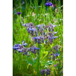 BORAGO OFFICINALIS SEEDS - BORAGE WILDFLOWER GREAT FOR BEES - 25 SEEDS