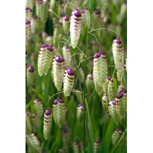 BRIZA MAXIMA ORNAMENTAL GRASS SEEDS - GREATER QUAKING GRASS - 50 SEEDS BRIZA MAXIMA ORNAMENTAL GRASS SEEDS - GREATER QUAKING GRASS - 50 SEEDS