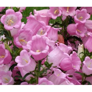 CAMPANULA MEDIUM SINGLE ROSE PINK SEEDS - BELLFLOWER CANTERBURY BELLS - 500 SEEDS