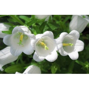 CAMPANULA MEDIUM SINGLE WHITE SEEDS - BELLFLOWER CANTERBURY BELLS - 500 SEEDS