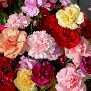 CARNATION DWARF VIENNA MIX SEEDS - DIANTHUS CARYOPHYLLUS - 100 SEEDS CARNATION DWARF VIENNA MIX SEEDS - DIANTHUS CARYOPHYLLUS - 100 SEEDS