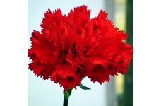 CARNATION SCARLET RED - DIANTHUS CARYOPHYLLUS - 50 SEEDS