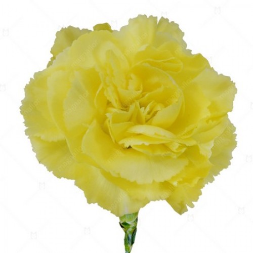 CARNATION CHABAUD MARIE YELLOW DIANTHUS CARYOPHYLLUS 50 SEEDS