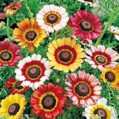 CHRYSANTHEMUM CARINATUM PAINTED DAISY 100 SEEDS