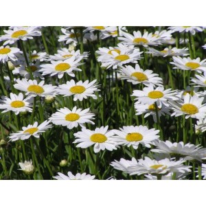 CHRYSANTHEMUM LEUCANTHEMUM MAY QUEEN SEEDS - OX-EYE DAISY - 500 SEEDS