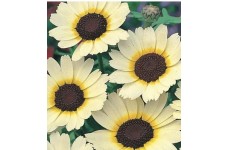 CHRYSANTHEMUM SEGETUM EASTERN STAR SEEDS - CORN MARIGOLD - 250 SEEDS CHRYSANTHEMUM SEGETUM EASTERN STAR SEEDS - CORN MARIGOLD - 250 SEEDS