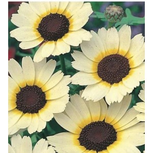 CHRYSANTHEMUM SEGETUM EASTERN STAR SEEDS - CORN MARIGOLD - 250 SEEDS