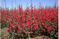 CLARKIA ELEGANS DOUBLE RED - 500 SEEDS CLARKIA ELEGANS DOUBLE RED - 500 SEEDS