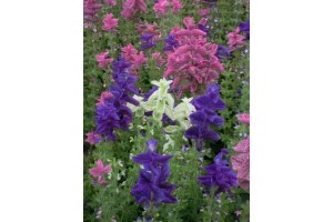 CLARY CROWN BOUQUET MIXED SEEDS - CLARY SAGE - SALVIA HORMINUM - 100 SEEDS