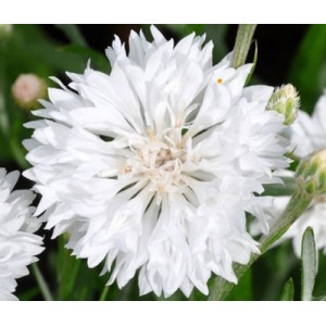 CENTAUREA CYANUS WHITE SEEDS - WHITE CORNFLOWER - 100 SEEDS