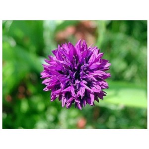 CENTAUREA CYANUS MAUVE BALL - MAUVE CORNFLOWER SEEDS - 100 SEEDS