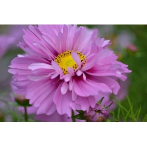 COSMOS BIPINNATUS FIZZY PINK SEEDS - PRETTY PINK FLOWERS - 50 SEEDS