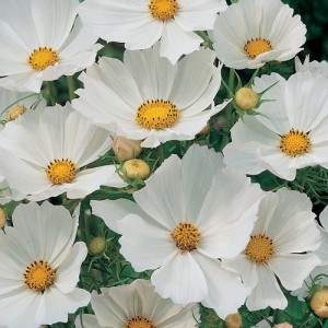 COSMOS BIPINNATUS PURITY SEEDS - PURE WHITE FLOWERS - 50 SEEDS COSMOS BIPINNATUS PURITY SEEDS - PURE WHITE FLOWERS - 50 SEEDS