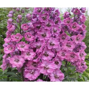 DELPHINIUM PACIFIC GIANT ASTOLAT SEEDS - LILAC & ROSE FLOWERS WITH WHITE BEE - 50 SEEDS DELPHINIUM PACIFIC GIANT ASTOLAT SEEDS - LILAC & ROSE FLOWERS WITH WHITE BEE - 50 SEEDS
