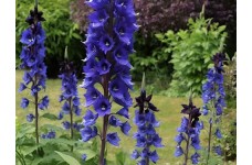 DELPHINIUM PACIFIC GIANT BLACK KNIGHT SEEDS - DARK BLUE FLOWERS WITH DARK BEE - 50 SEEDS DELPHINIUM PACIFIC GIANT BLACK KNIGHT SEEDS - DARK BLUE FLOWERS WITH DARK BEE - 50 SEEDS