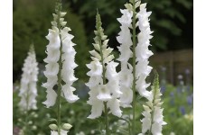 DELPHINIUM PACIFIC GIANT GALAHAD SEEDS - PURE WHITE FLOWERS WITH DARK BEE - 50 SEEDS DELPHINIUM PACIFIC GIANT GALAHAD SEEDS - PURE WHITE FLOWERS WITH DARK BEE - 50 SEEDS