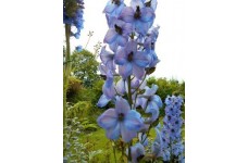 DELPHINIUM ELATUM KESTREL BLUE SEEDS - BLUE FLOWERS - 50 SEEDS
