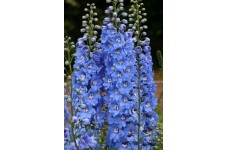 DELPHINIUM SUMMER SKIES SEEDS - PACIFIC GIANTS - PALE BLUE FLOWERS - 50 SEEDS