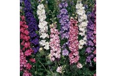 DELPHINIUM LARKSPUR SUBLIME MIX SEEDS - CONSOLIDA AJACIS - 100 SEEDS