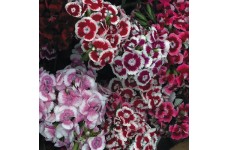 DIANTHUS BARBATUS SEEDS - SWEET WILLIAM AURICULA EYED SEEDS - 100 SEEDS