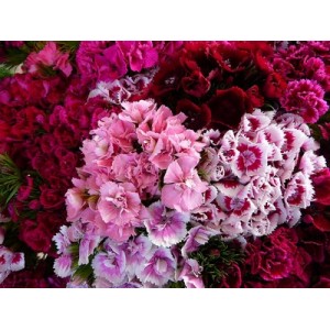 DIANTHUS BARBATUS SEEDS - SWEET WILLIAM DOUBLE MIX SEEDS - 250 SEEDS DIANTHUS BARBATUS SEEDS - SWEET WILLIAM DOUBLE MIX SEEDS - 250 SEEDS