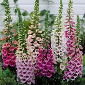DIGITALIS FOXGLOVE EXCELSIOR SEEDS - MIXED COLOUR SEEDS - 500 SEEDS