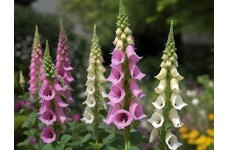 DIGITALIS PURPUREA MIXED COLOUR FOXGLOVE SEEDS - 500 SEEDS DIGITALIS PURPUREA MIXED COLOUR FOXGLOVE SEEDS - 500 SEEDS