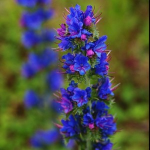 ECHIUM VULGARE - VIPERS BUGLOSS SEEDS - BLUE CONICAL FLOWERS - 100 SEEDS ECHIUM VULGARE - VIPERS BUGLOSS SEEDS - BLUE CONICAL FLOWERS - 100 SEEDS