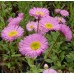 ERIGERON SPECIOSUS PINK JEWEL SEEDS - PINK FLEABANE DAISY - 100 SEEDS ERIGERON SPECIOSUS PINK JEWEL SEEDS - PINK FLEABANE DAISY - 100 SEEDS