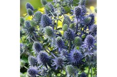 ERYNGIUM PLANUM SEEDS - BLUE ERYNGO - FLAT SEA HOLLY - 50 SEEDS