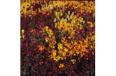 ERYSIMUM CHEIRI PERSIAN CARPET MIXED WALLFLOWER SEEDS - 100 SEEDS