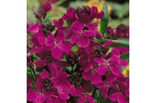 ERYSIMUM CHEIRI RUBY GEM SEEDS - PURPLE WALLFLOWER - 100 SEEDS ERYSIMUM CHEIRI RUBY GEM SEEDS - PURPLE WALLFLOWER - 100 SEEDS
