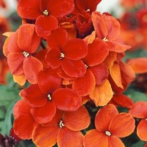 ERYSIMUM CHEIRI SCARLET EMPEROR WALLFLOWER SEEDS - 100 SEEDS ERYSIMUM CHEIRI SCARLET EMPEROR WALLFLOWER SEEDS - 100 SEEDS