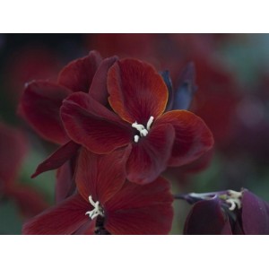 ERYSIMUM CHEIRI VULCAN WALLFLOWER SEEDS - DEEP CRIMSON BEDDING - 100 SEEDS ERYSIMUM CHEIRI VULCAN WALLFLOWER SEEDS - DEEP CRIMSON BEDDING - 100 SEEDS