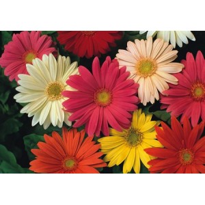 GERBERA JAMESONII HYBRID MIX SEEDS - 25 SEEDS GERBERA JAMESONII HYBRID MIX SEEDS - 25 SEEDS