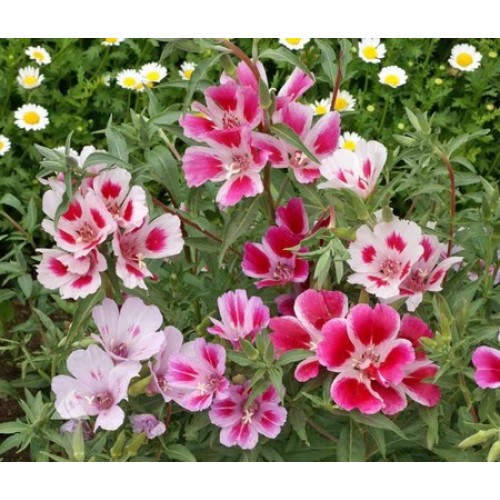 GODETIA DWARF CLARKIA AMOENA 500 SEEDS