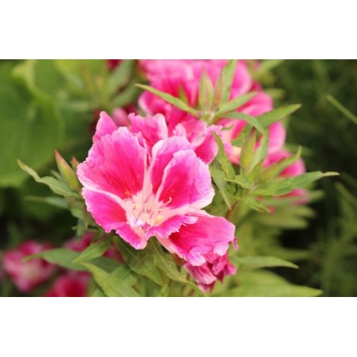 GODETIA DWARF CLARKIA AMOENA 500 SEEDS