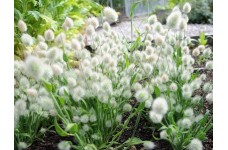 LAGURUS OVATUS SEEDS - BUNNY TAILS / RABBITS TAIL ORNAMENTAL GRASS SEEDS - 100 SEEDS LAGURUS OVATUS SEEDS - BUNNY TAILS / RABBITS TAIL ORNAMENTAL GRASS SEEDS - 100 SEEDS